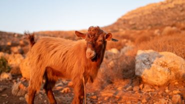 Wild Crete: The Most Breathtaking Natural Landscapes Around Chania